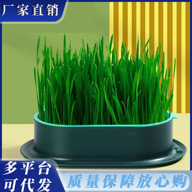 Plato de vivero de semillas en maceta de pasto para gatos, plantación perezosa, pasto para gatos hidropónico sin suelo, pasto para gatos, semillas de trigo, bocadillos