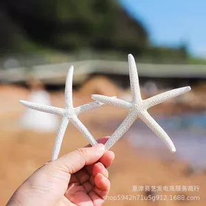 [天然贝壳海螺白色五指海星批发！]