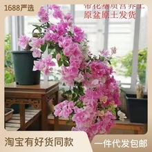 三角梅绿植带花盆多色四季开老桩新品种大颗重瓣花卉盆栽爬藤植物