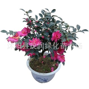 Courtyard Ground Planting Balcony Potted Camellia Seedlings Camellia Balls Evergreen Florals and Green Plants Camellia Seedlings Good Plants