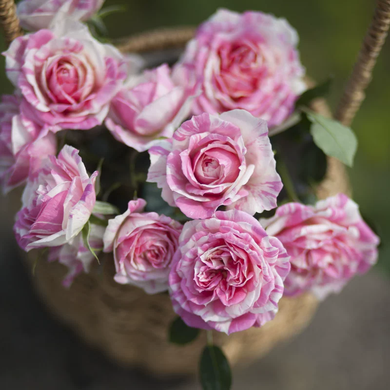 Цельный дропшиппинг, мятный желе-торт, миниатюрная роза, ароматная многолистная четырехсезонная роза, цветок в горшке, зеленое растение