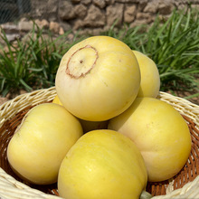 【顺丰快递】山东蒙阴小蜜蜂甜瓜当季新鲜甜瓜现摘现发整箱4.5斤