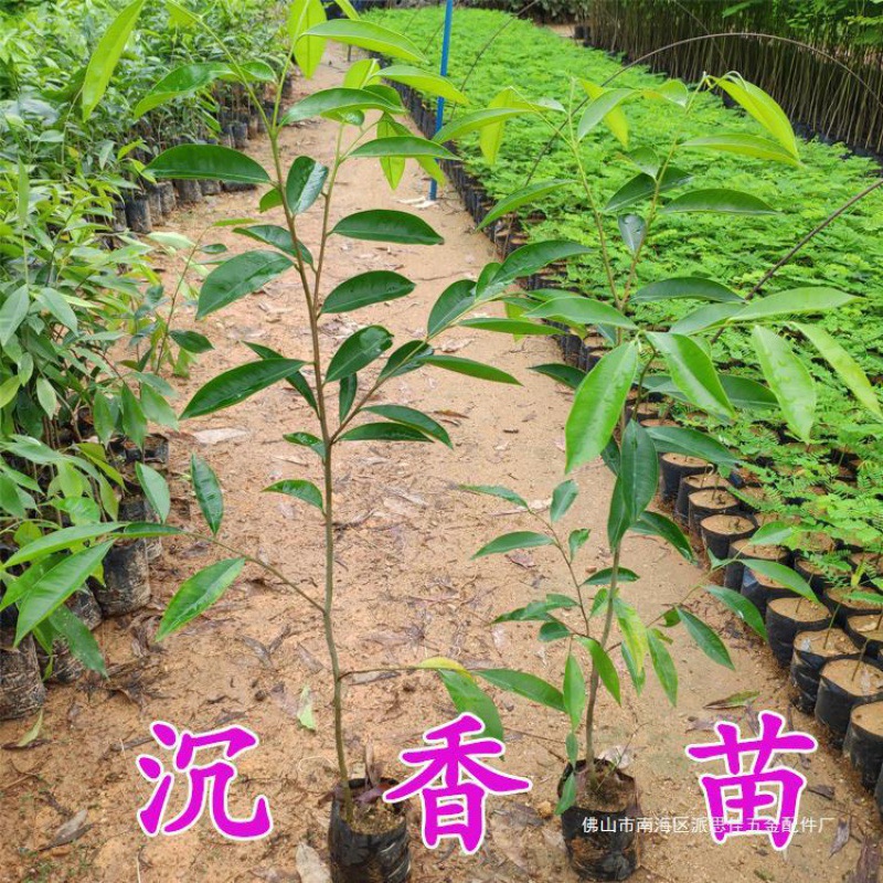 沉香苗树沉香树苗沉香木药材名贵海南珍贵沉香苗沉香树苗奇楠苗