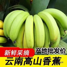 【9斤性价比】云南香蕉现摘青果自然熟香蕉新鲜水果整箱包邮