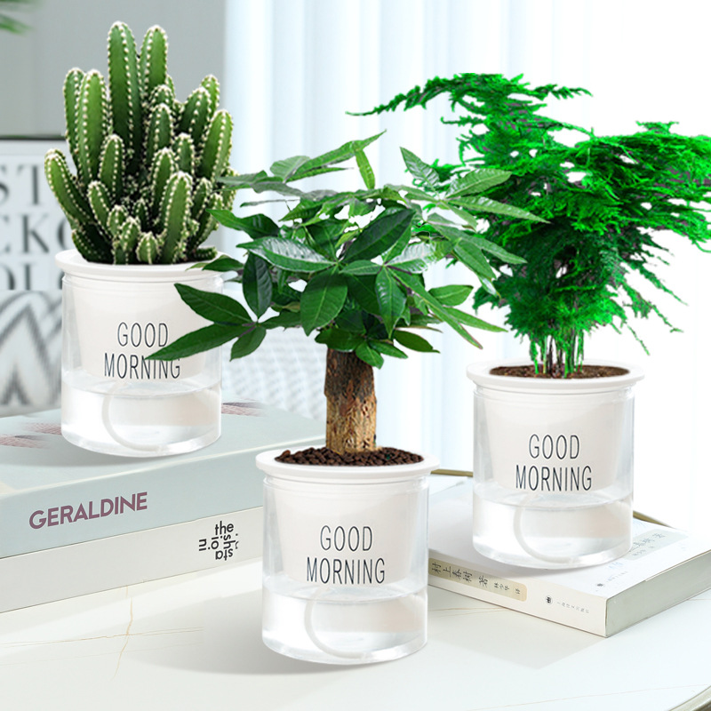 머니트리 + 아스파라거스 + 완중산 + 굿모닝 대야 3개 + 영양액