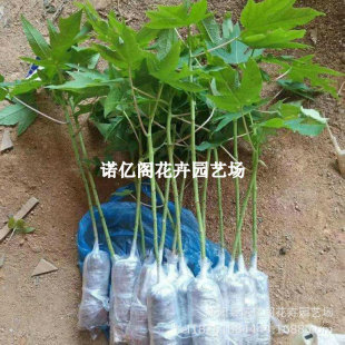 ��������ľ�������ţ�̼t��ľ�ϴ����ش�ˮ���S��ľ�����ļ��Nֲ