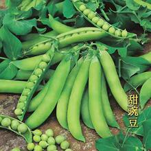 ���㶹�N��ˮ���ʹ�����Բ��㶹���v�ඹ���㶹���ļ����߲˷N��