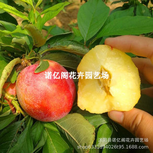 ��t�����Ә���Ó���ϱ���ͥԺ�����ش�������Լ޽����쮔��Y��