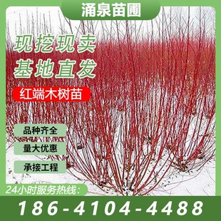 �t��ľ�����b����ɫ��ľͥԺ�е��t�R�����G��������ľ���l