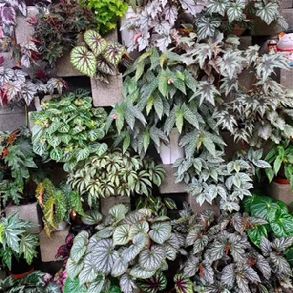 New Product Begonia Set ④ Potted Blue Peacock Autumn Flower Classy Plant Base Wholesale One Piece Dropshipping New Product Begonia Set ④ Potted Blue Peacock Autumn Flower Classy Plant Base Wholesale One Piece Dropshipping