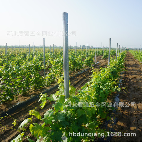 平顶山市金属葡萄杆子苹果葡萄园立柱猕猴桃架杆防鸟网立柱