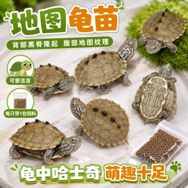 花盆容器;盆栽;其他小宠用品