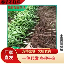 ���������ĕ�ɳ���������Ә���o��ɰ�ǽ۽�������Ե��������