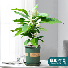 室内玉兰树苗带花苞四季开花白兰花盆栽花卉植物花浓香黄角兰花苗