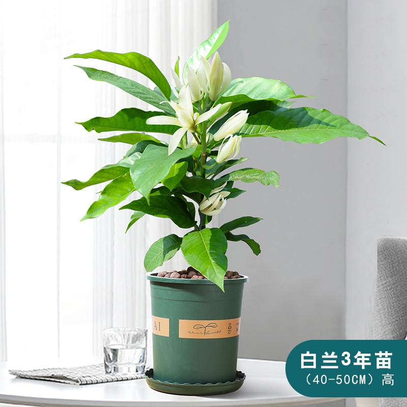 室内玉兰树苗带花苞四季开花白兰花盆栽花卉植物花浓香黄角兰花苗