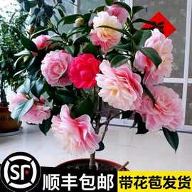 一件代发香妃山茶花盆栽带花苞五色赤丹花卉植物室内好养茶花树苗