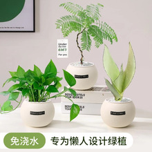 绿植室内小盆栽桌面绿萝易活四季适合懒人养的花吸甲醛植物幼儿园