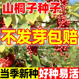 ɽͩ�Ә�N��ë�~ɽͩ��ɽ��ͩ��˪�t������ˮ���϶�������ľ����