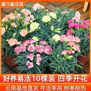 Yunnan Direct Delivery Carnation Flower Seedlings, 10 Pieces Per Pack, Blooms All Seasons, Indoor Potted Balcony Plants, Easy-To-Grow Flowers