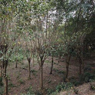 2411苗圃供应 全冠 大叶榕 20-30cm原生地栽苗 行道树大乔木