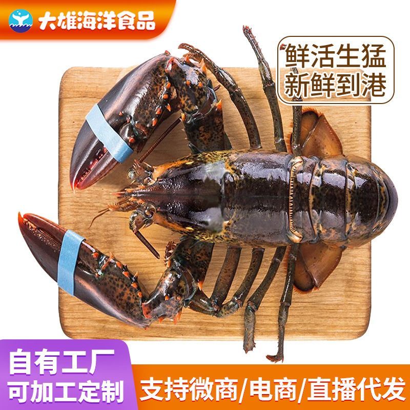 Cooked Frozen Boston Lobster Wholesale Bolen Commercial Large Lobster Seafood Aquatic Australian Lobster Commercial Wholesale Cooked Frozen Boston Lobster Wholesale Bolen Commercial Large Lobster Seafood Aquatic Australian Lobster Commercial Wholesale