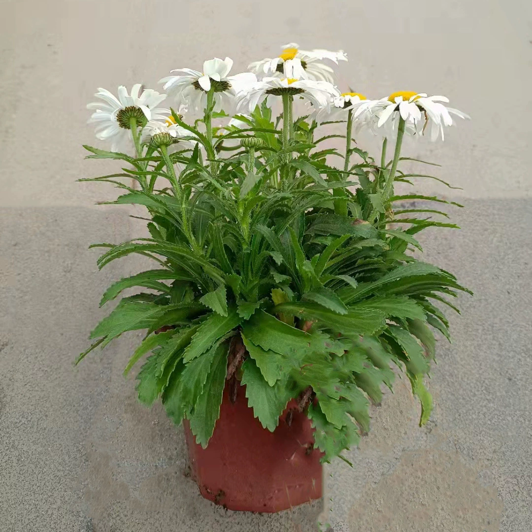 Daban цветок хризантемы растение в горшке комнатное и наружное многолетнее растение Парк двор посадка зеленые срезанные цветы