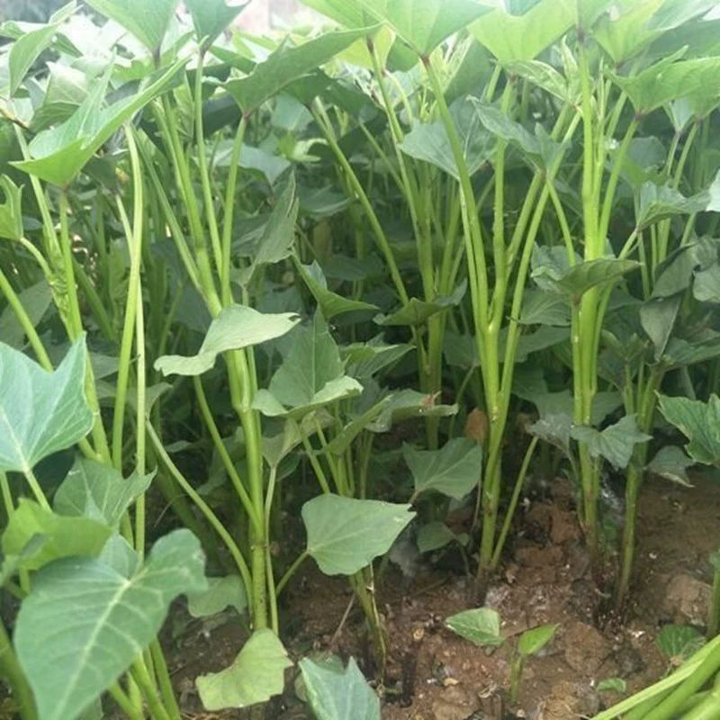 Саженцы сладкого картофеля, которые едят листья