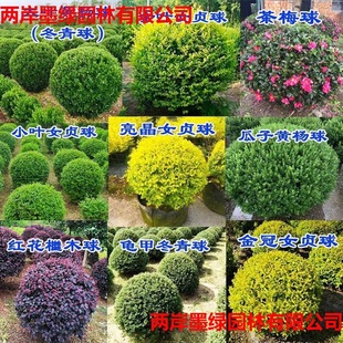 Courtyard Flower Mirror, Large-Leaf Boxwood, Holly, Wintergreen, Stoneberry, Camellia, Laurel, Outdoor Cold-Resistant Evergreen Spherical Plant