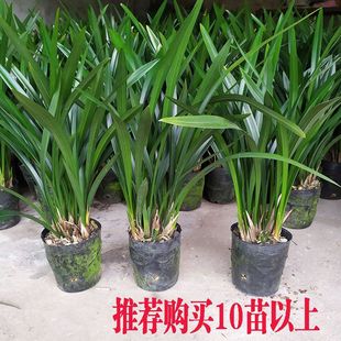 Strong-Scented Orchid Potted Plants Jianlan Dafengsu Jinhua Mountain Precious Florals Are Easy to Grow Indoors in All Seasons
