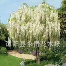 白花紫藤树 大规格白花紫藤树 日系紫藤树 景观白花紫藤树 白紫藤