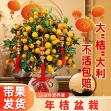 ۘԿʳÎļ辰ƤͥԺ҃ȷNֲ