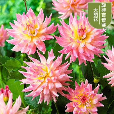 花のダリアの花はボールを植えます。|undefined