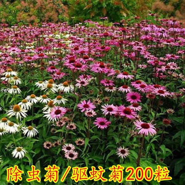 Semillas de flores, plantas en macetas, balcón, jardín, margarita, girasol, lavanda, pétalos dobles, semillas de girasol