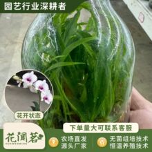��ʯ�� 4098 �F�D��ƿ���׳ɻ�M��С���҃������Ի�������r��
