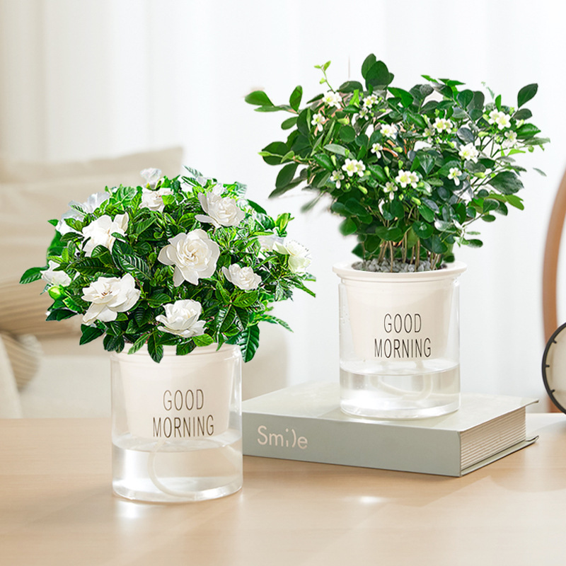 [싹포함] 프리미엄 치자나무 + 구리향(좋은 아침 화분) + 영양액