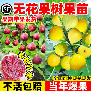 �o��������粨���t�����Ե��԰��������ϱ�������Y���o������