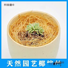 海南防虫面盆盆栽全国艺用椰铺面装饰植物天然椰壳棕丝填充麦太保