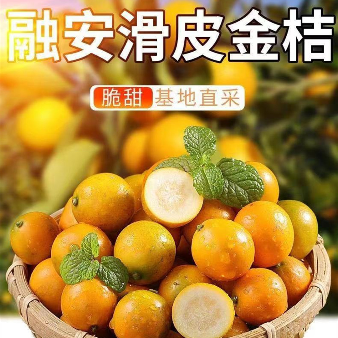 【广西融安金桔滑皮金桔脆皮金桔】现摘现发5斤新鲜水果一件代发