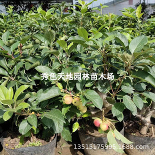 �����O�������辰�Ϙ������̨�ϱ����Nֲ���������ļt��С�O����