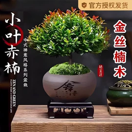 盆栽;种子;园林果树