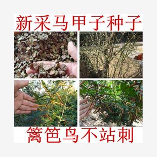 Vest Seed, Vest Tree Seed, Iron Fence, Copper Money Tree, Saddle Tree, Thorn Plate, Bird Does Not Stand on Thorns