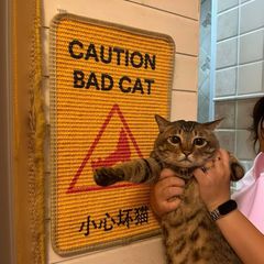 猫抓板耐磨不掉屑立式墙贴猫咪贴墙磨爪防猫抓沙发保护垫猫咪玩具