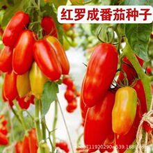 �t�_�ɷ��ѷN���_�R���}Ů�����t��ˮ���߲˷N�����̨������ͥԺ