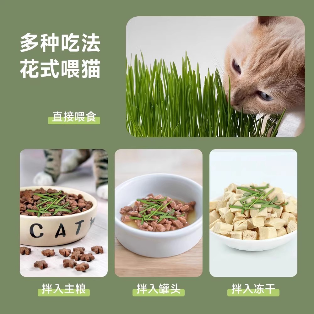 hierba para gatos, hierba para gatos en maceta, hierba para gatos, hierba para gatos