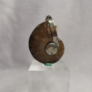 Natural Spotted Snail Fossil Pendant Ammonite Fossil Specimen Holiday Gift Jewelry Pendant Jewelry