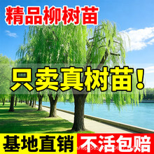 柳树树苗大号垂柳黄金柳青柳直柳大树绿化行道树风景树南北方种植