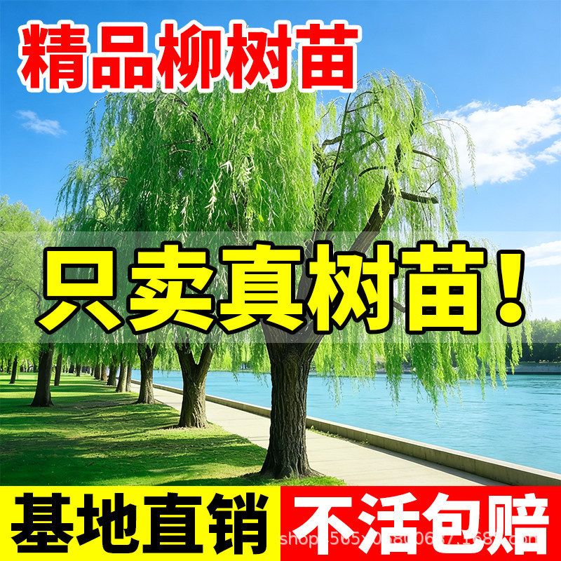 柳树树苗大号垂柳黄金柳青柳直柳大树绿化行道树风景树南北方种植