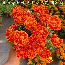 孔雀草种子耐寒秋播花卉植物庭院盆栽景观工程园林花海花草花种子