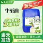 植物牛至日化香料