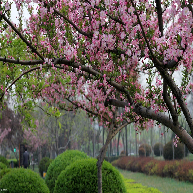 Оптом Недавно Залитые Семена Бегонии Высокое Качество Окунутый Шелк Бегония Сифу Бегония Виды Северная Америка Семена Бегонии Чистые Семена Оптом
